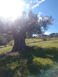 Terreno in Località secolare, 20