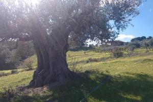 Terreno in Località secolare, 20