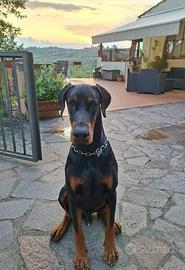 Animali
