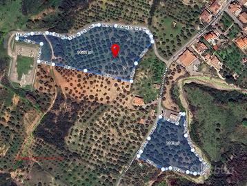 Uliveto - terreno Agricolo