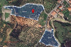 Uliveto - terreno Agricolo