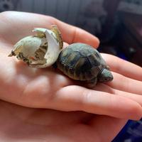 Tartarughe di terra