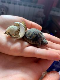 Tartarughe di terra