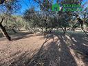 1-974-terreno-agricolo-pianeggiante