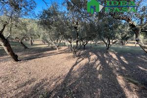 1.974 Terreno Agricolo Pianeggiante