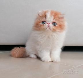 Persiano cucciola 80 giorni
