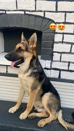 Simil pastore tedesco