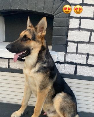 Simil pastore tedesco