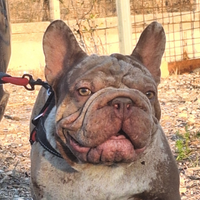 BIG ROPE VELVET Stallone Monta Bulldog Francese