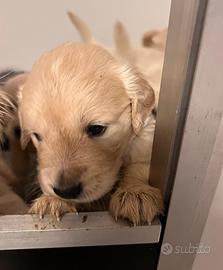Cuccioli Golden Retriever