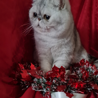 Exotic shorthair