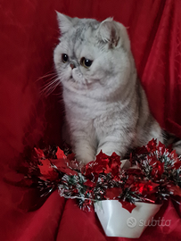 Exotic shorthair