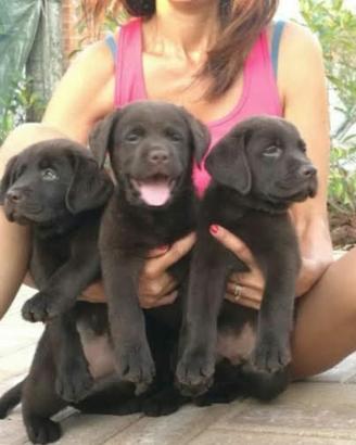 Cuccioli Labrador Cioccolato con pedigree