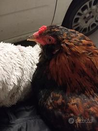 Gallo di razza Araucana