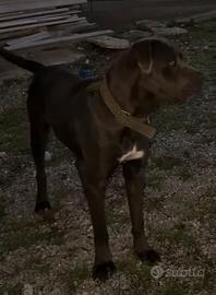 Cuccioli di cane corso gigante