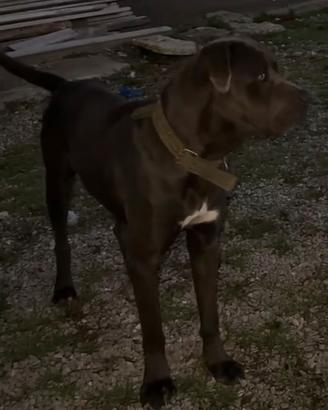 Cuccioli di cane corso gigante