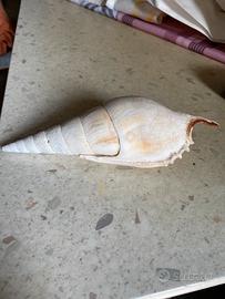 Conchiglie da collezione