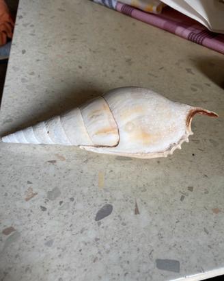 Conchiglie da collezione
