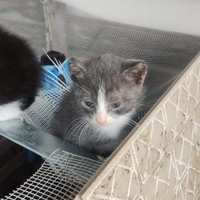 Regalasi cuccioli di gatto