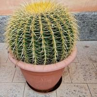 Echinocactus Grusonii Brevispinus
