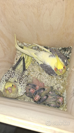 Calopsite allevati e coppie riproduttive