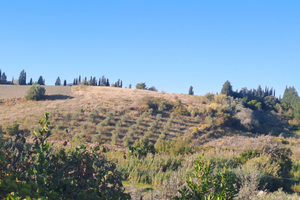 Terreno agricolo a Castelnuovo della Misericordia