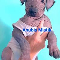 Cuccioli xoloitzcuitle standard nudo messicano
