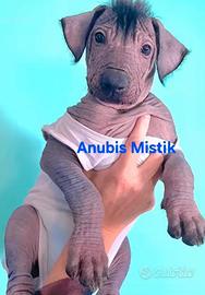 Cuccioli xoloitzcuitle standard nudo messicano