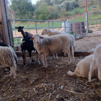 Montoni certificazione genotipo