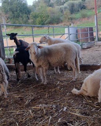 Montoni certificazione genotipo