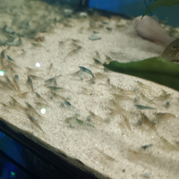 Neocaridine o gamberetti quantità 30