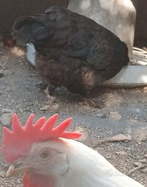 Galline  giovani pronte alla deposizione