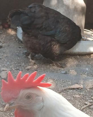Galline  giovani pronte alla deposizione