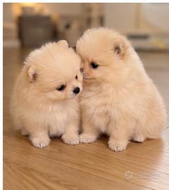 Cuccioli Spitz Nano Tedesco Pomerania Toy