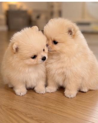 Cuccioli Spitz Nano Tedesco Pomerania Toy