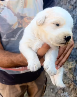 Cani pastore maremmano