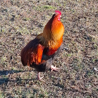 Gallo Olive Egger