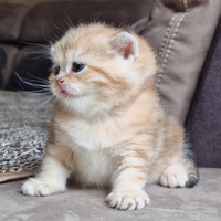 British shorthair Golden