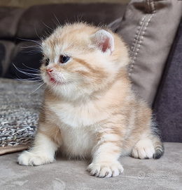 British shorthair Golden