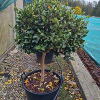 Camelia sasanqua invernale alberello