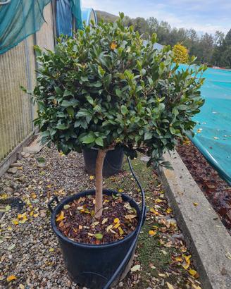 Camelia sasanqua invernale alberello