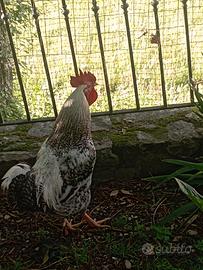Gallo