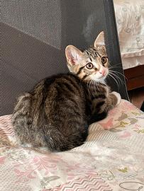 Gattini