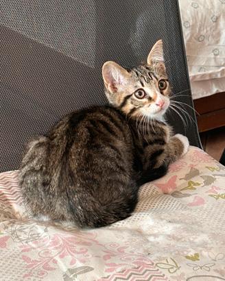 Gattini