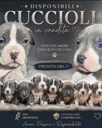 Cuccioli Amstaff Blue