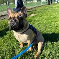 Monta bulldog francese