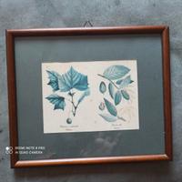 Quadro 