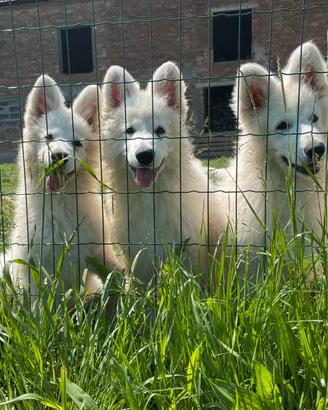Cuccioli di Pastore Svizzero Bianco