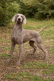 Weimarainer cucciolone