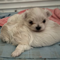 Cane Maltese sia maschio che femmina